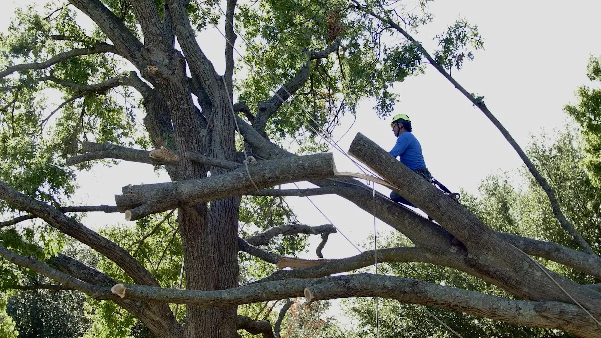 Professional Hazardous Tree Removal performed by certified arborists in Greenbelt